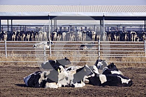 Dairy cattle farms