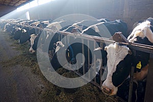 Dairy cattle farms