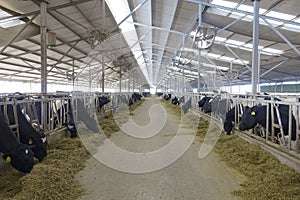 Dairy cattle farms