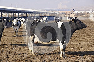 Dairy cattle farms