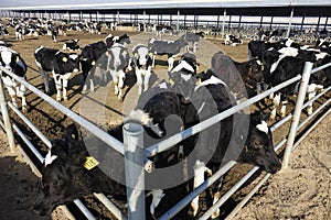 Dairy cattle farms