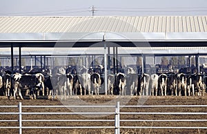 Dairy cattle farms