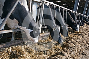 Dairy cattle feeding on silage photo