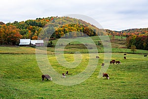 Dairy cattle in a rolling rural landscape at the peak of autumn colours