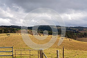 Dairy Cattle Grazing On A Hillside