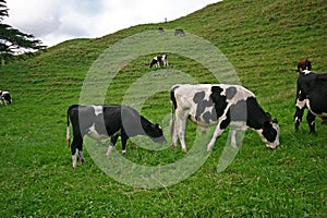 Dairy cattle grazing on hilly grassland in countryside farm estate. Black white milk cows eating on pasture in backcountry ranch