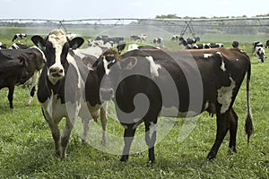 Dairy Cattle and Irrigation