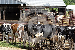Dairy cattle loafing after milking