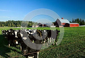 Dairy Cattle and Red Barn