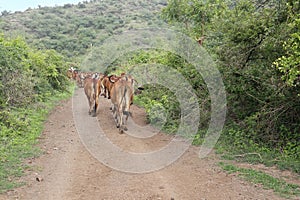 Dairy Cattle roaming around On Road. Cute Indian Gir cow with Black Goat, Lamb:sheep herd walking on country road