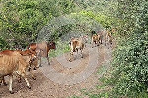 Indian Gir Cow Captured at Gir forest Gujarat India