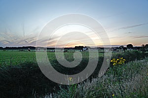 Dairy cattle stand in the pasture at summer evening sunset sky Dutch landscape.