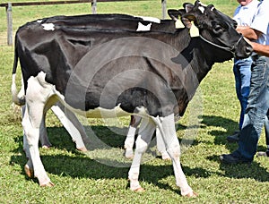 Dairy cattles at the agricultural fair