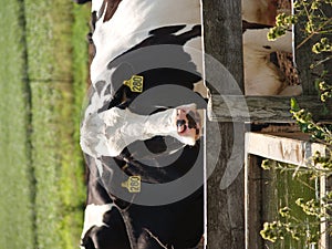 Dairy cow