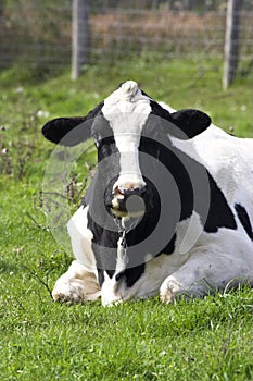 Dairy Cow