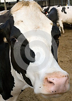 Dairy cow.