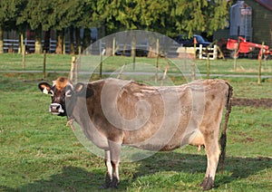 Dairy cow