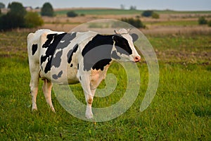 Dairy cow