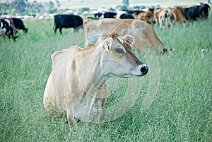 Dairy Cow