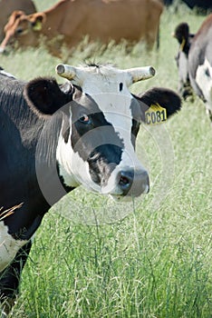 Dairy Cow