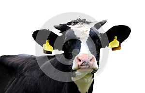 Dairy cow