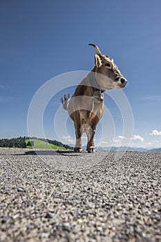 Dairy cow in the Austria