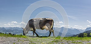 Dairy cow in the Austria