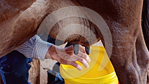 Dairy Cow Being Milked By Hand photo