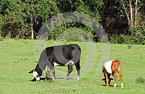Dairy cow and brown belted dutch calf grazing in Fingerlakes