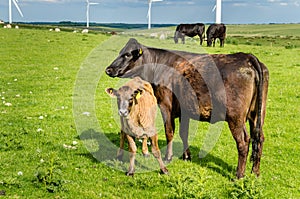 Dairy Cow with a Calf