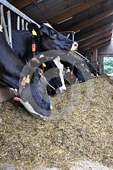 Dairy cow in cow shed