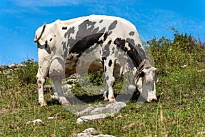 Dairy cow with cowbell in a mountain pasture - Alps Italy