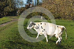 Dairy cow crossing a public path