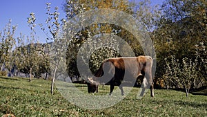 Dairy cow eating fresh green grass