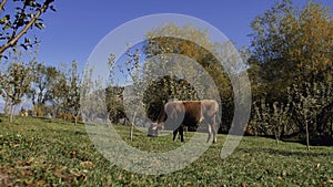 Dairy cow eating fresh green grass