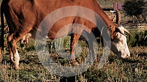 Dairy Cow Eating Grass in a Farm in the Morning