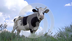 Dairy Cow Eating Grass On Meadow. Farm and Livestock