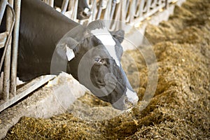 Dairy Cow Eating img