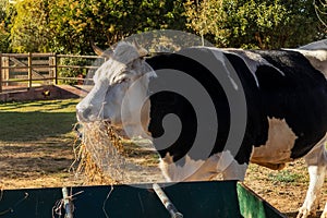 Dairy cow eating with vegetation in the background