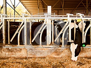 Dairy cow eats straw