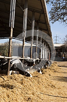 Dairy cow eats straw