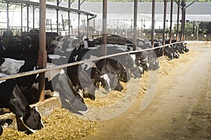 Dairy cow eats straw