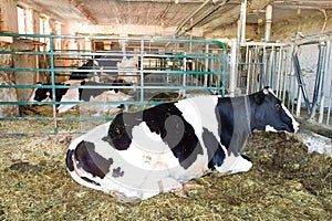 Dairy cow Farm photo