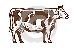 Dairy cow. Farm animal sketch. Vintage vector illustration