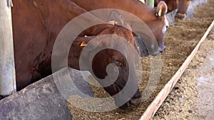 Dairy cow farm. Animals with ear tags chew hay.