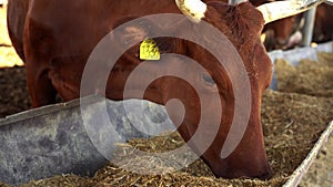 Dairy cow farm. Animals with ear tags chew hay.