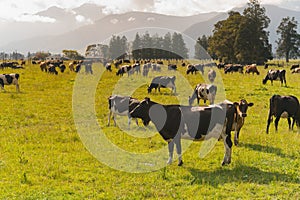 Dairy cow farm over green glass field