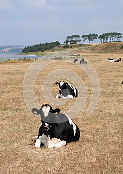 dairy cow in a field