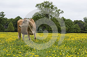 Dairy cow in field