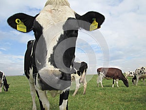 Dairy cow in a field